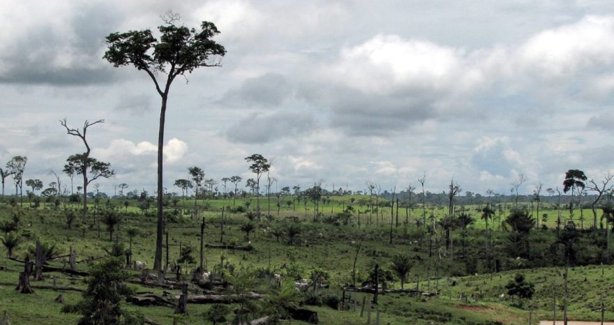 Rinnovabili • Amazzonia: da 10 anni emette più gas serra di quanti ne assorbe