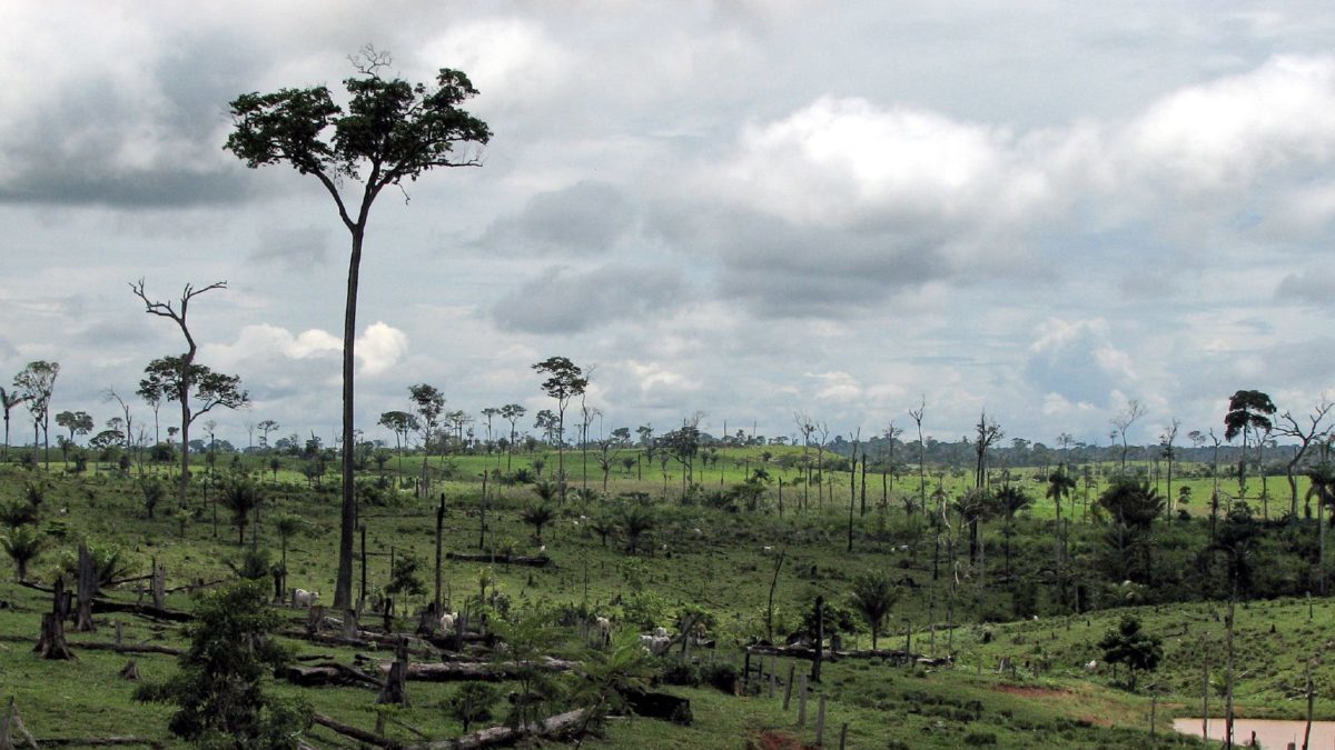Rinnovabili • Amazzonia: da 10 anni emette più gas serra di quanti ne assorbe