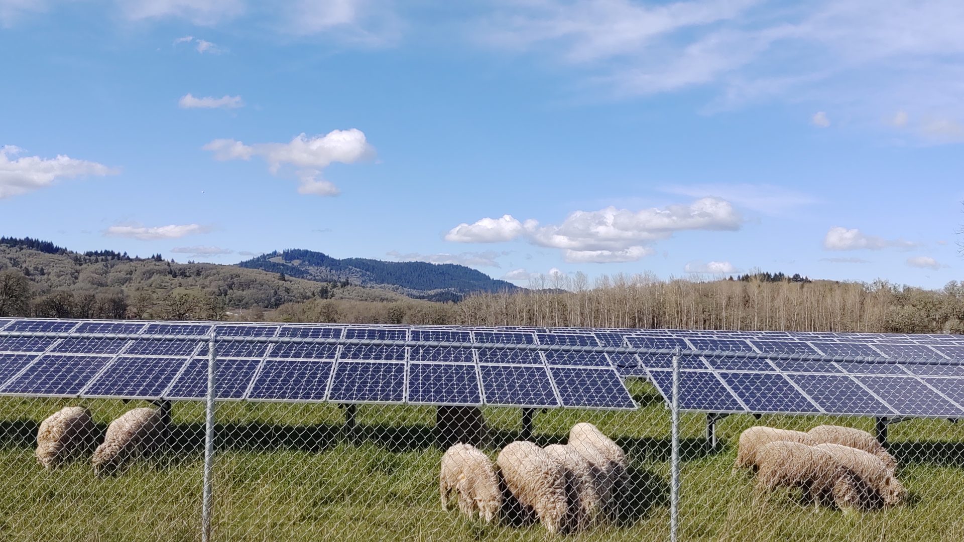 Rinnovabili • Pascoli e pannelli solari