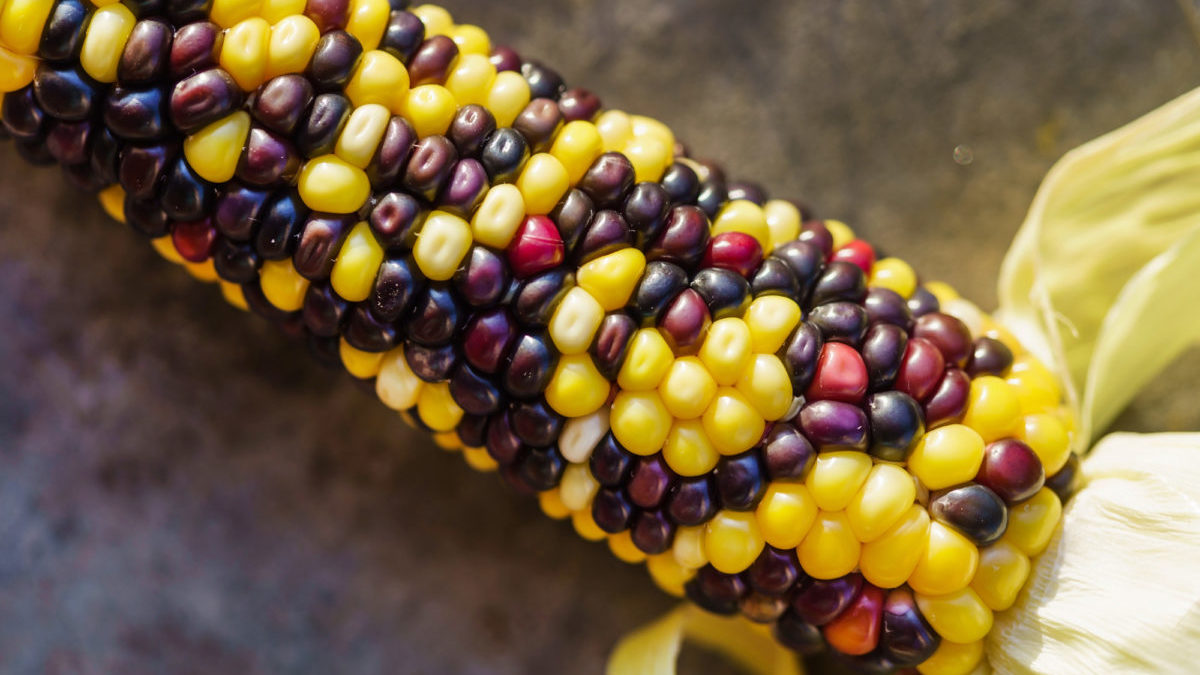 Nuovi OGM: l’UE apre al gene-editing ma ignora la scienza