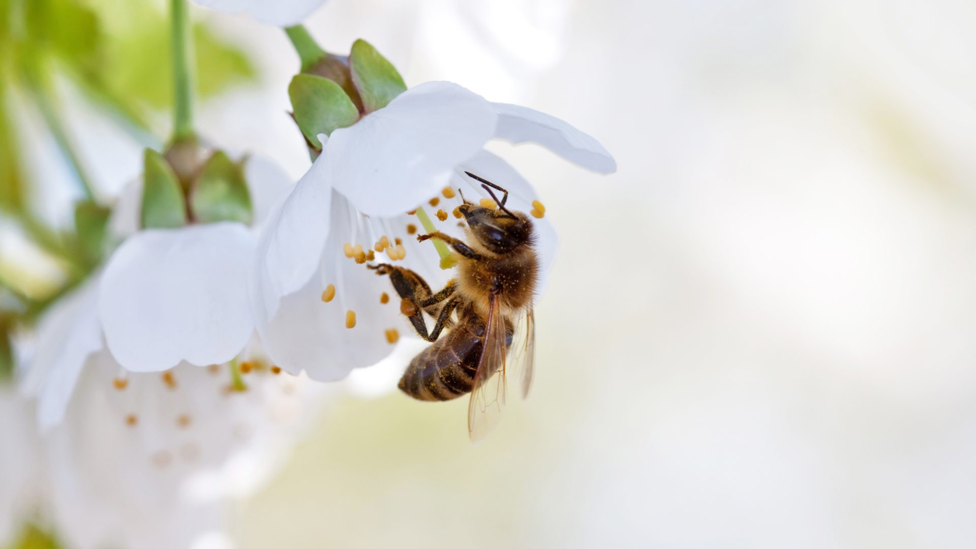 Rinnovabili • Giornata mondiale delle api 2021