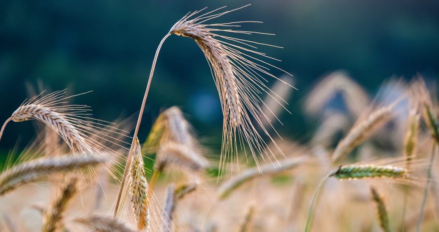 Rinnovabili • Politica Agricola Comune