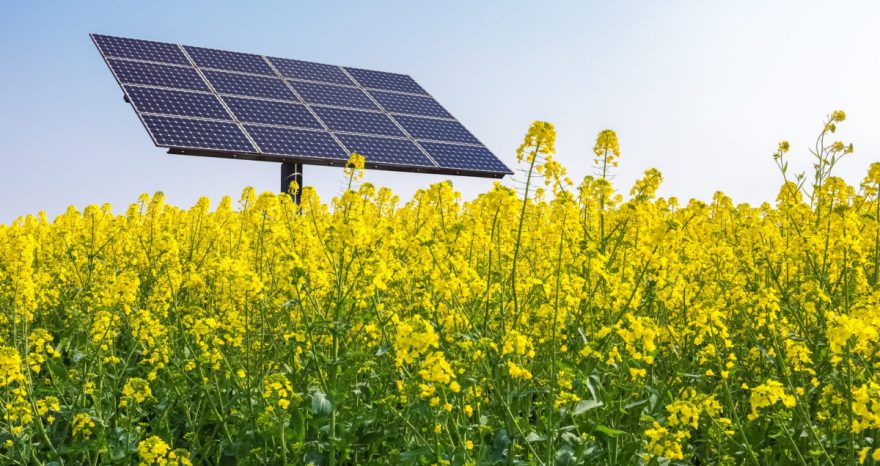 Rinnovabili • Fotovoltaico e biodiversità