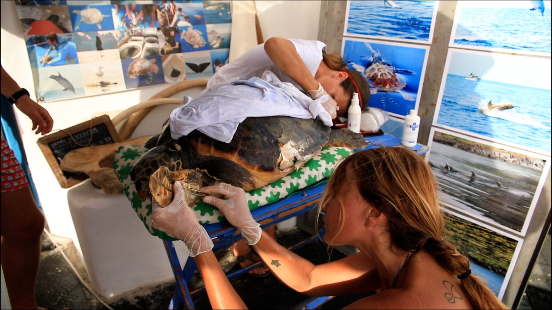 Rinnovabili • Pronto Soccorso per le tartarughe marine