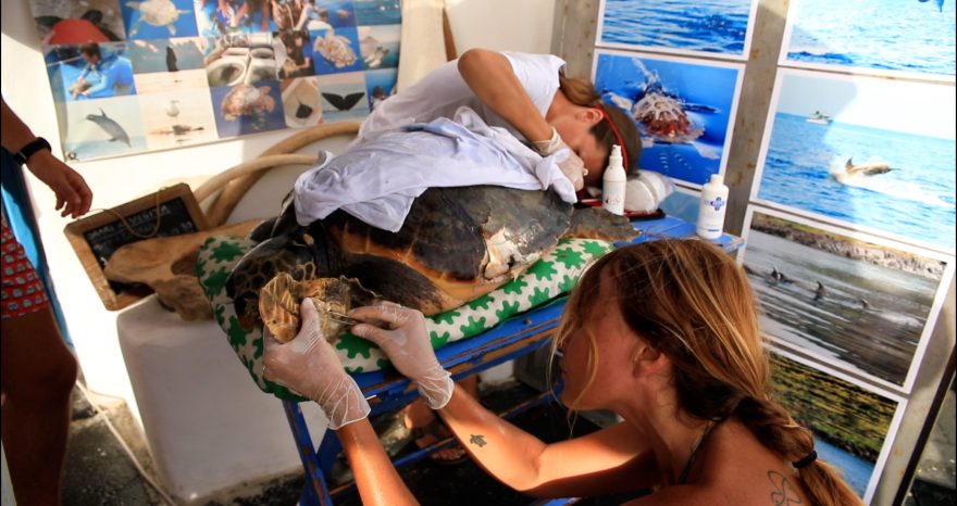 Rinnovabili • Pronto Soccorso per le tartarughe marine