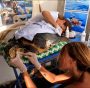 Pronto Soccorso per le tartarughe marine