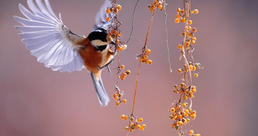 Rinnovabili • investimenti sulla tutela della natura