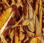 Climate change: senza adattamento, a rischio ¼ dei raccolti