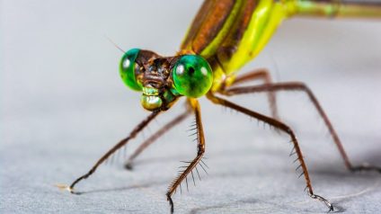 Rinnovabili • Scomparsa degli insetti: il ruolo delle dighe