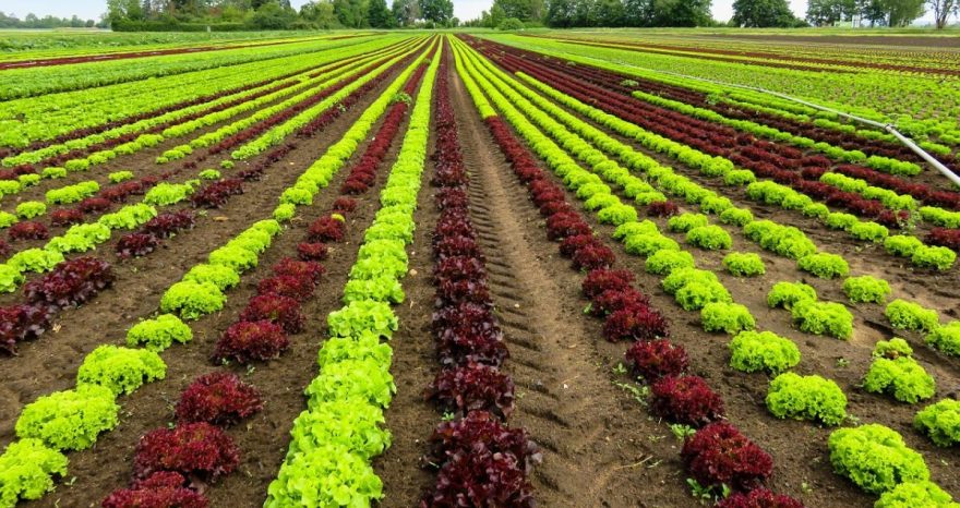 Rinnovabili • Politica agricola comune: l’UE ascolta solo l’agribusiness