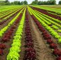 Politica agricola comune: l’UE ascolta solo l’agribusiness