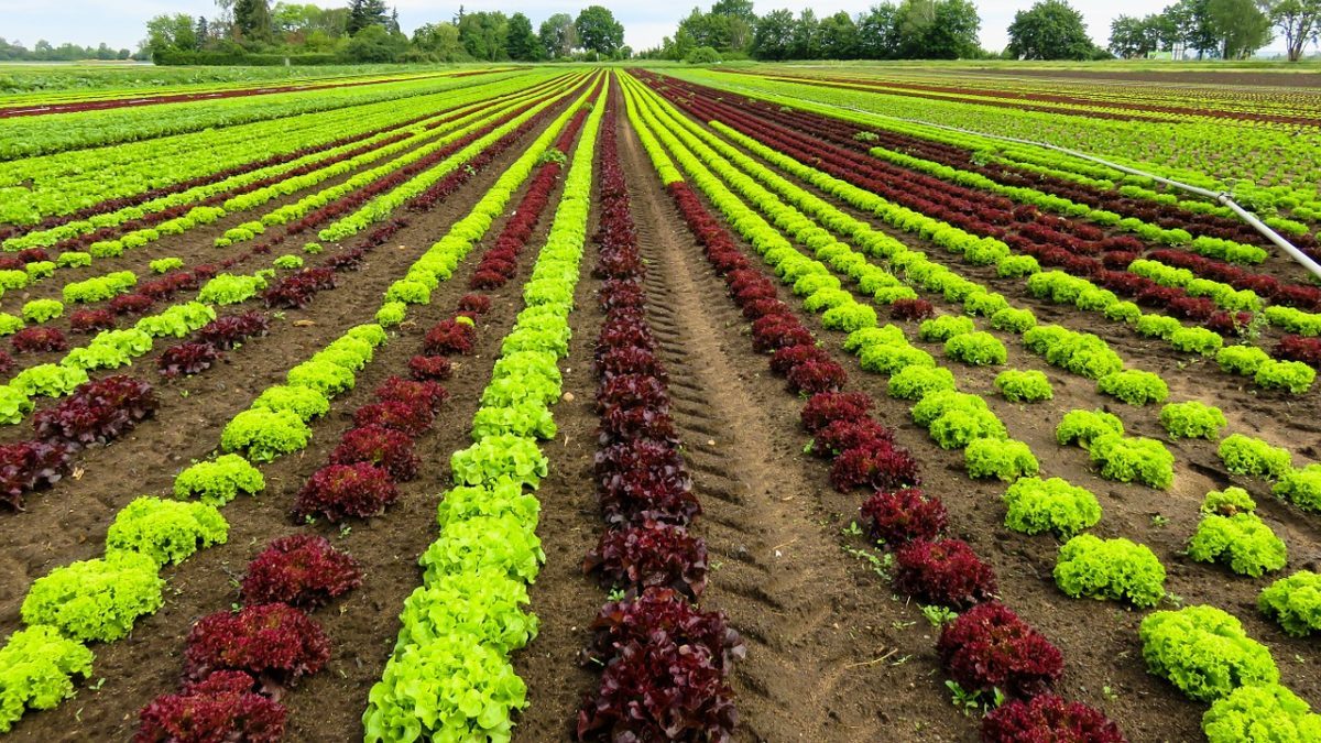 Rinnovabili • Politica agricola comune: l’UE ascolta solo l’agribusiness