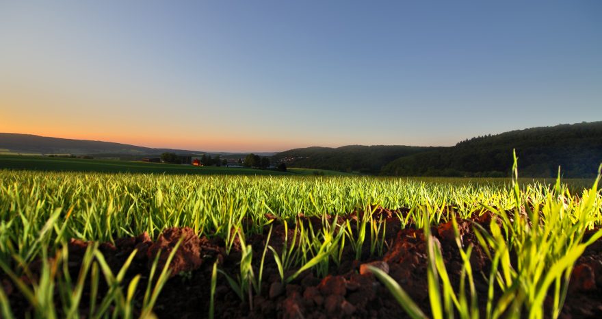 Rinnovabili • sostenibilità alimentare