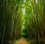 bambù