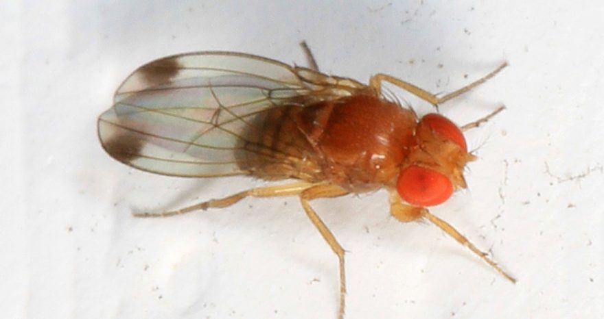 Rinnovabili • Avviato in Valle d’Aosta un progetto di lotta biologica alla Drosophila suzuki