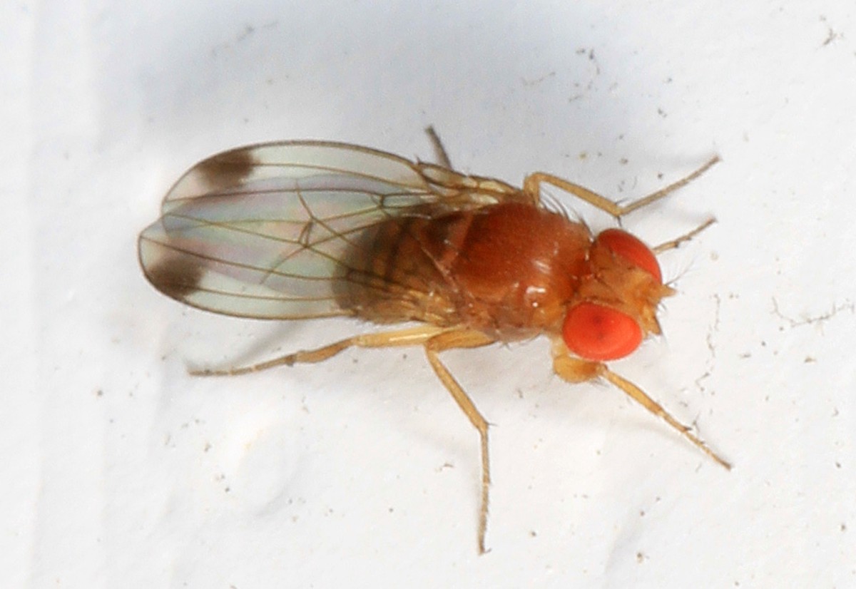 Rinnovabili • Avviato in Valle d’Aosta un progetto di lotta biologica alla Drosophila suzuki