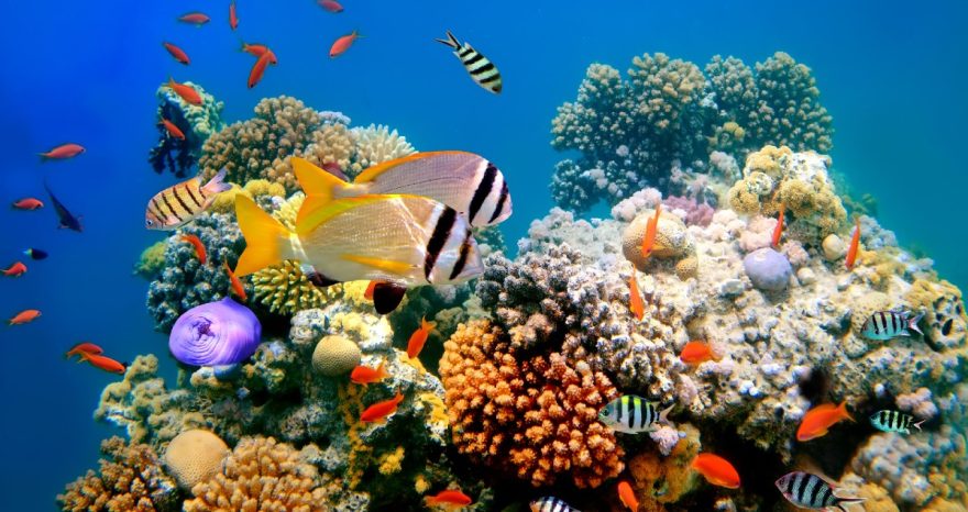Rinnovabili • Barriere coralline: tutti i numeri del collasso di questi ecosistemi marini fragili