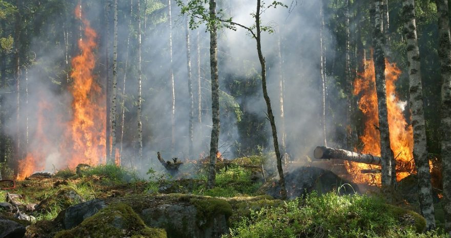Rinnovabili • Incendi in Siberia: nel 2021 è già record assoluto