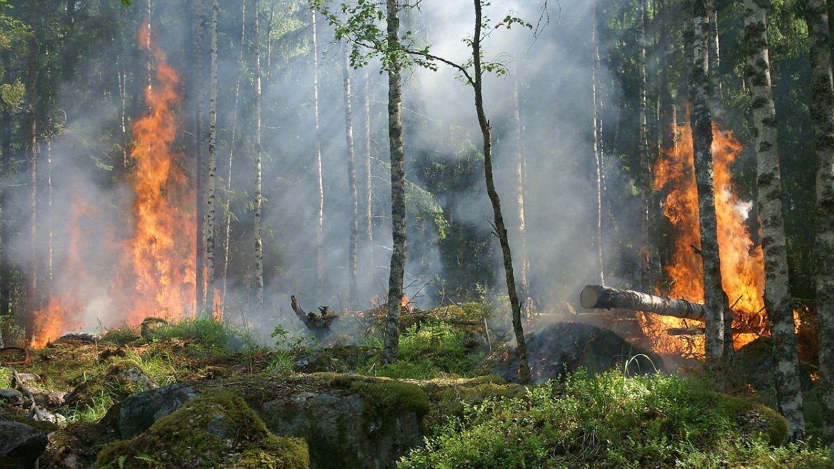 Rinnovabili • Incendi in Siberia: nel 2021 è già record assoluto