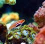 Barriere coralline: arriva l’atlante globale dei coralli