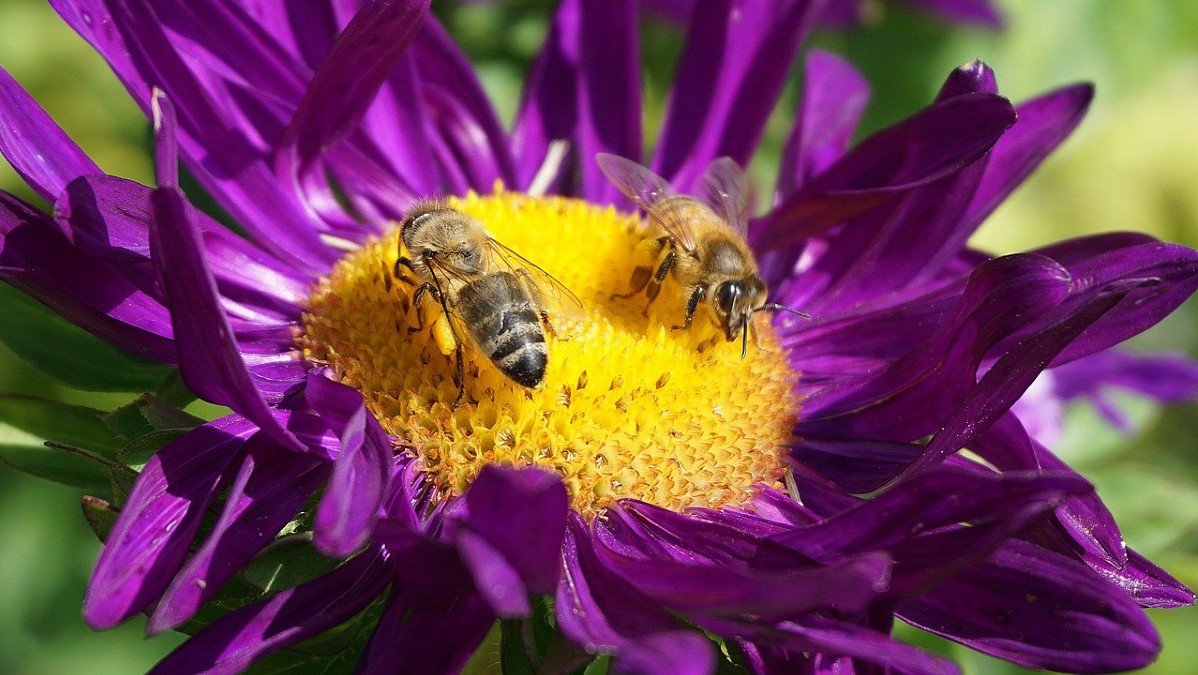 Rinnovabili • Glifosato: la Francia a processo per mancata tutela della biodiversità