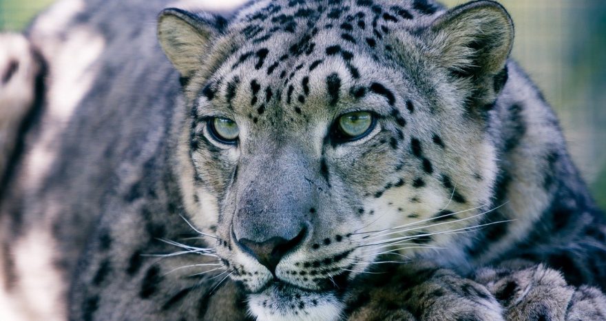 Rinnovabili • leopardo delle nevi