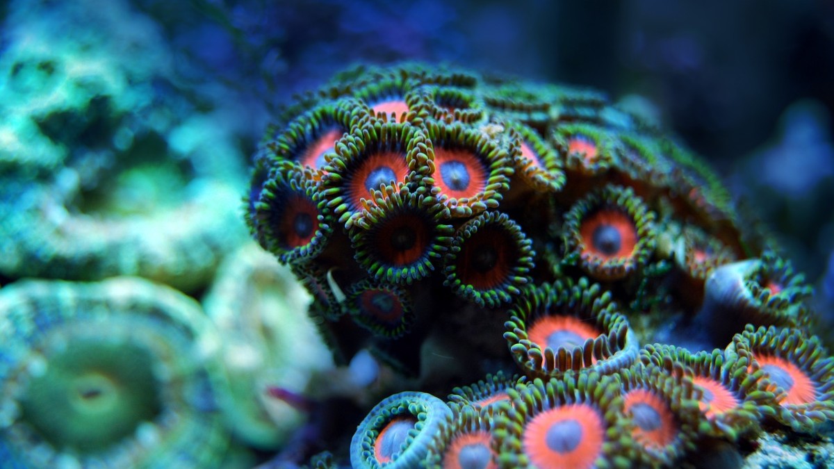 Rinnovabili • barriera corallina