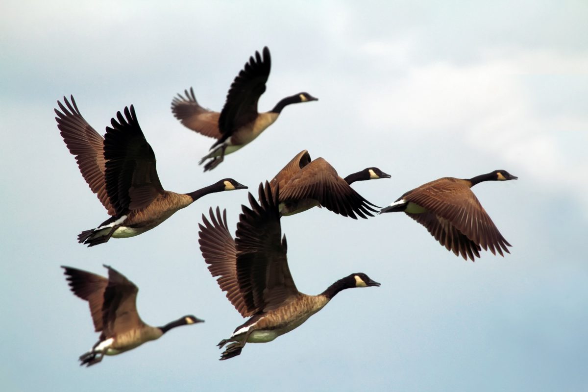 Rinnovabili • giornata mondiale degli uccelli migratori