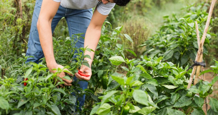 Rinnovabili • giovani agricoltori