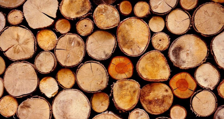 Rinnovabili • logging illegale