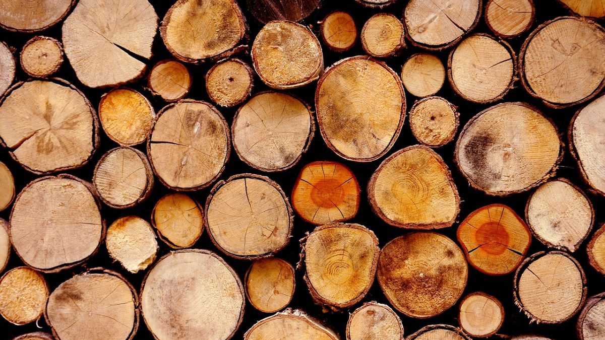 Rinnovabili • logging illegale