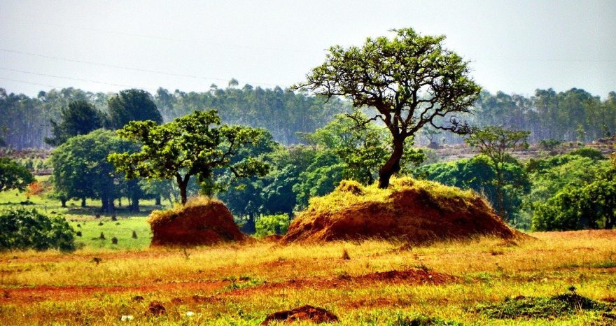Rinnovabili • deforestazione del Cerrado