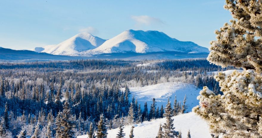 Rinnovabili • Foreste boreali: l’intero bioma si sta spostando verso nord per il climate change