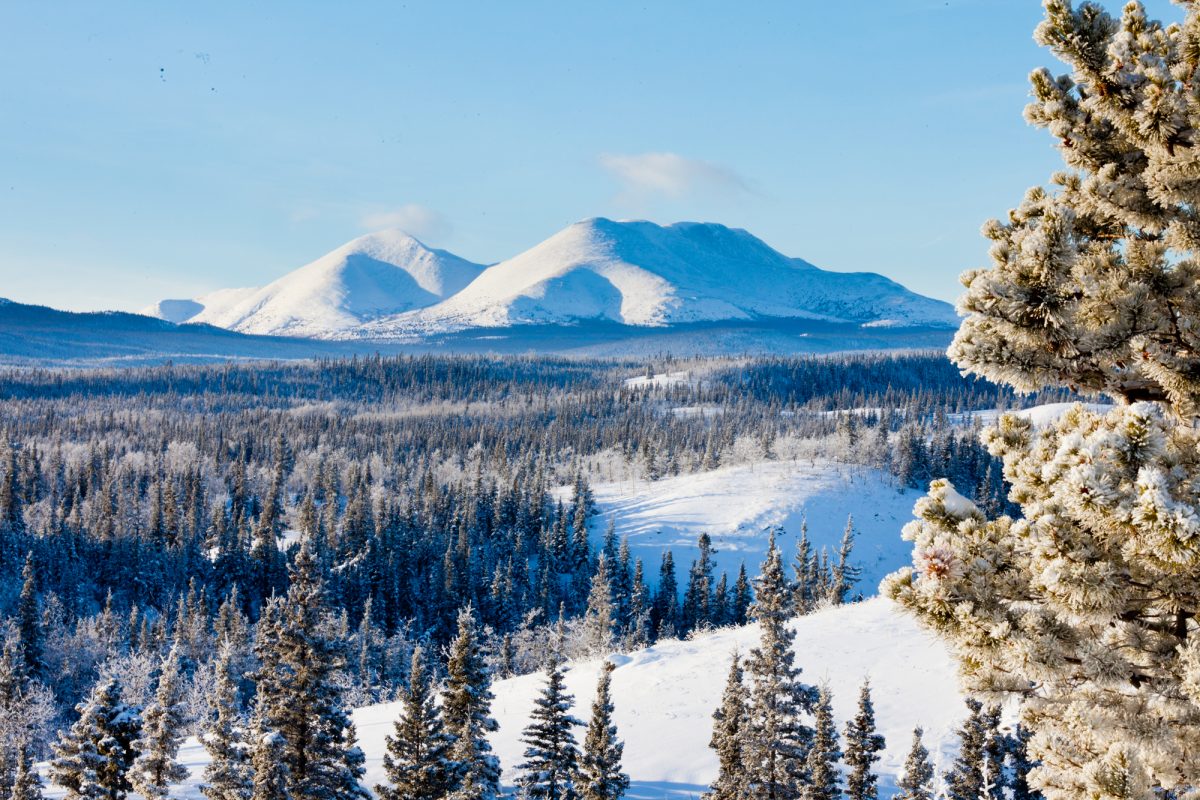 Foreste boreali: l’intero bioma si sta spostando verso nord per il climate change