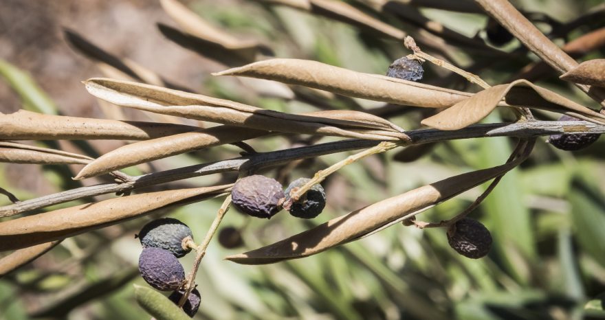 Rinnovabili • Xylella fastidiosa