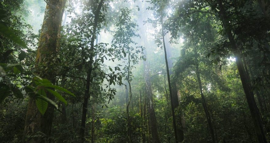 Rinnovabili • Foresta pluviale amazzonica: più vicino il punto di non ritorno
