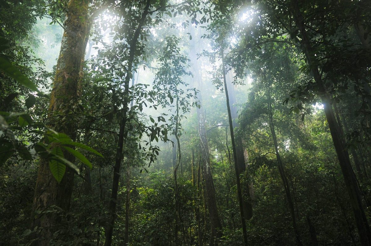 Rinnovabili • Foresta pluviale amazzonica: più vicino il punto di non ritorno