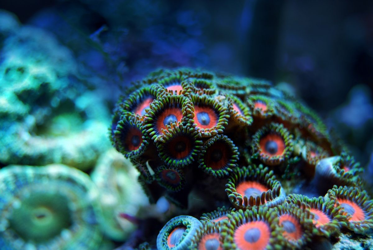 Rinnovabili • Moria dei coralli: in Australia i mari sono 2-4°C più caldi del normale