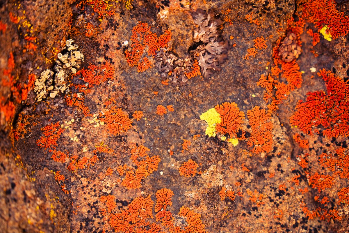 Biocrosta: il climate change fa sparire i licheni