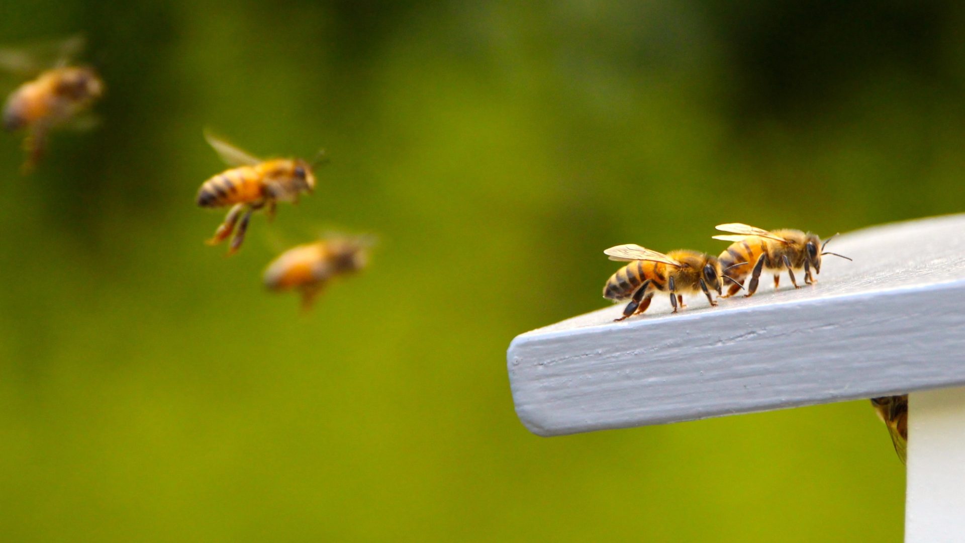 Rinnovabili • Giornata mondiale della api 2022