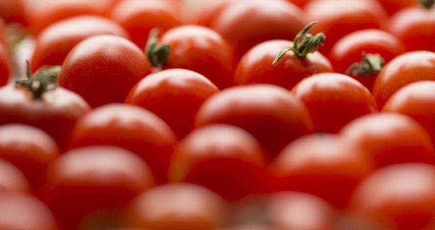 Rinnovabili • Editing del genoma: UK verso l’ok ai pomodori con booster di vitamina D