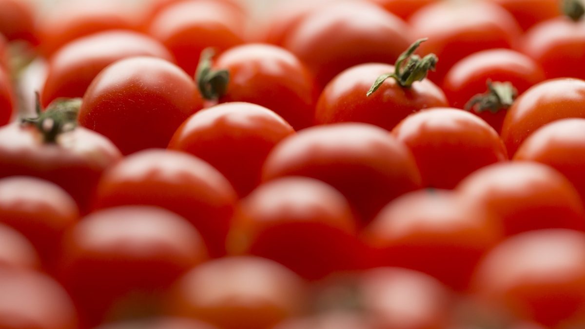 Rinnovabili • Editing del genoma: UK verso l’ok ai pomodori con booster di vitamina D