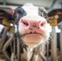 Emissioni agricole: la Nuova Zelanda prova a tassare il metano enterico