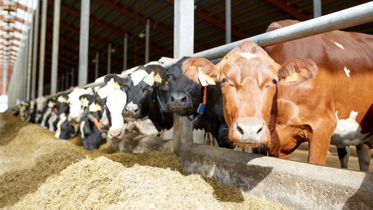 Emissioni di metano: l’unica soluzione per tagliarle è allevare meno animali