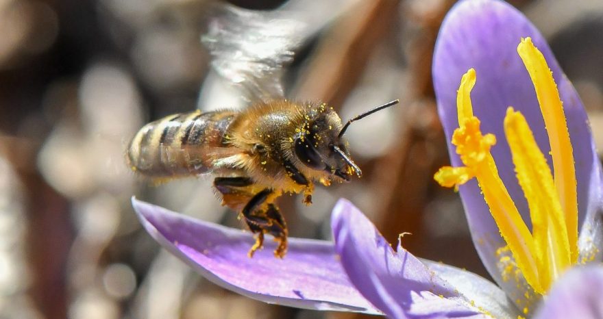Rinnovabili • Glifosato: le prove degli effetti nocivi sulle colonie di api selvatiche