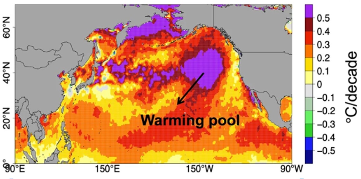Ondate di calore marine: nel Pacifico allungano l’estate di 37 giorni