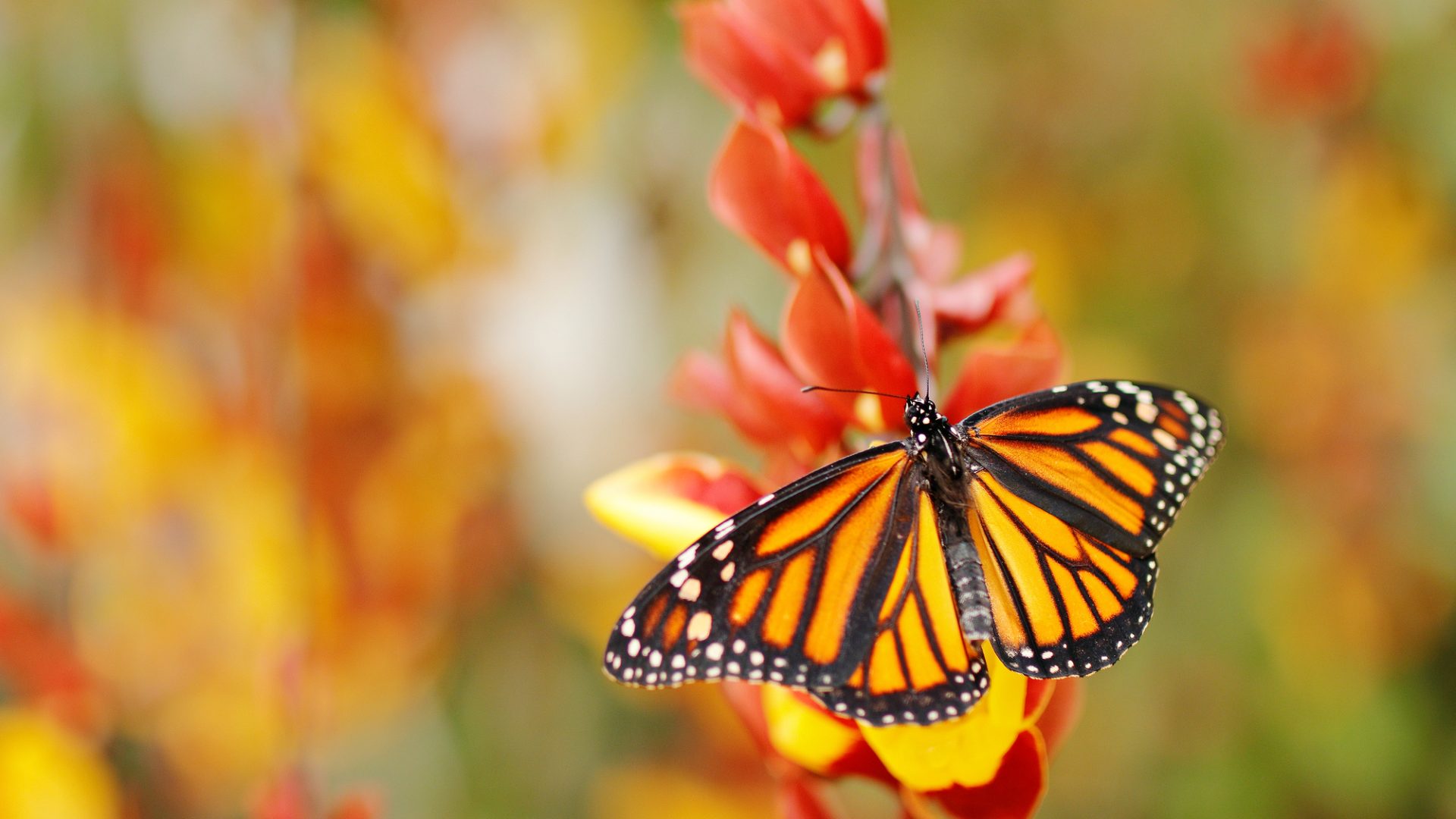 Rinnovabili • farfalla monarca migratrice