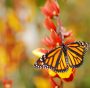 farfalla monarca migratrice