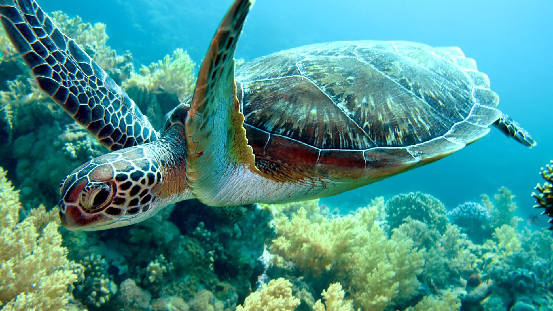 Rinnovabili • Trattato sulla biodiversità oceanica