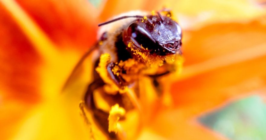 Rinnovabili • Orientamento delle api: l’impatto dei neonicotinoidi è “drammatico”